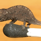 Illustration for article titled Worlds tiniest chameleon is the size of matchs head